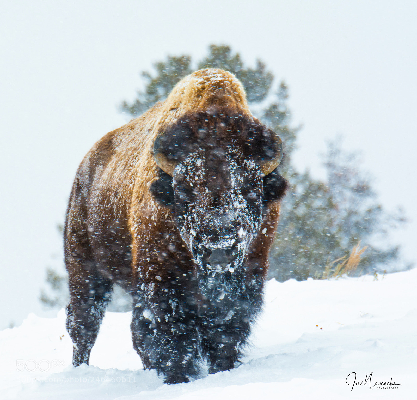 Nikon D7100 sample photo. At yellowstone national park photography