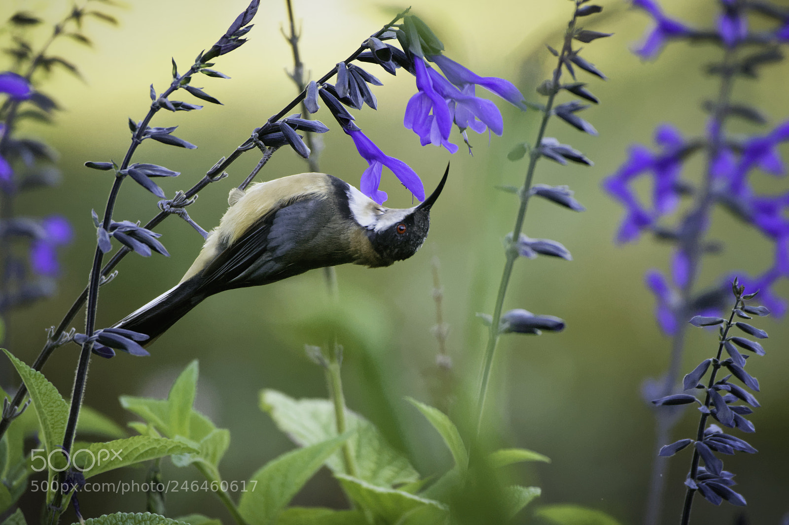 Nikon D7200 sample photo. Eastern spinebill photography