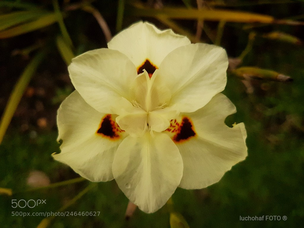 Samsung Galaxy S7 Edge sample photo. Flor photography