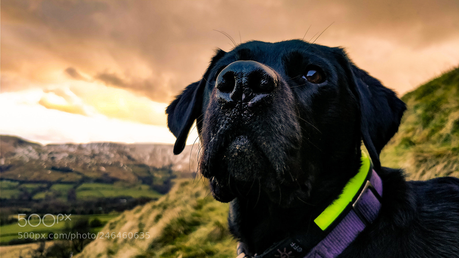 OnePlus 5 sample photo. Ellie hound photography