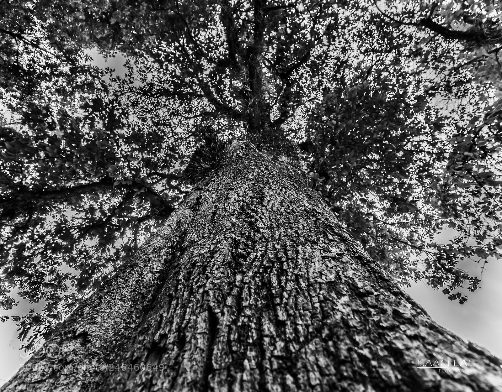 Canon EOS M3 sample photo. Black tree photography