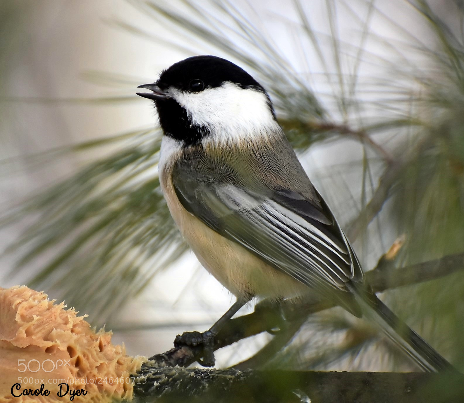 Nikon D5600 sample photo. Peanut butter chickadee photography