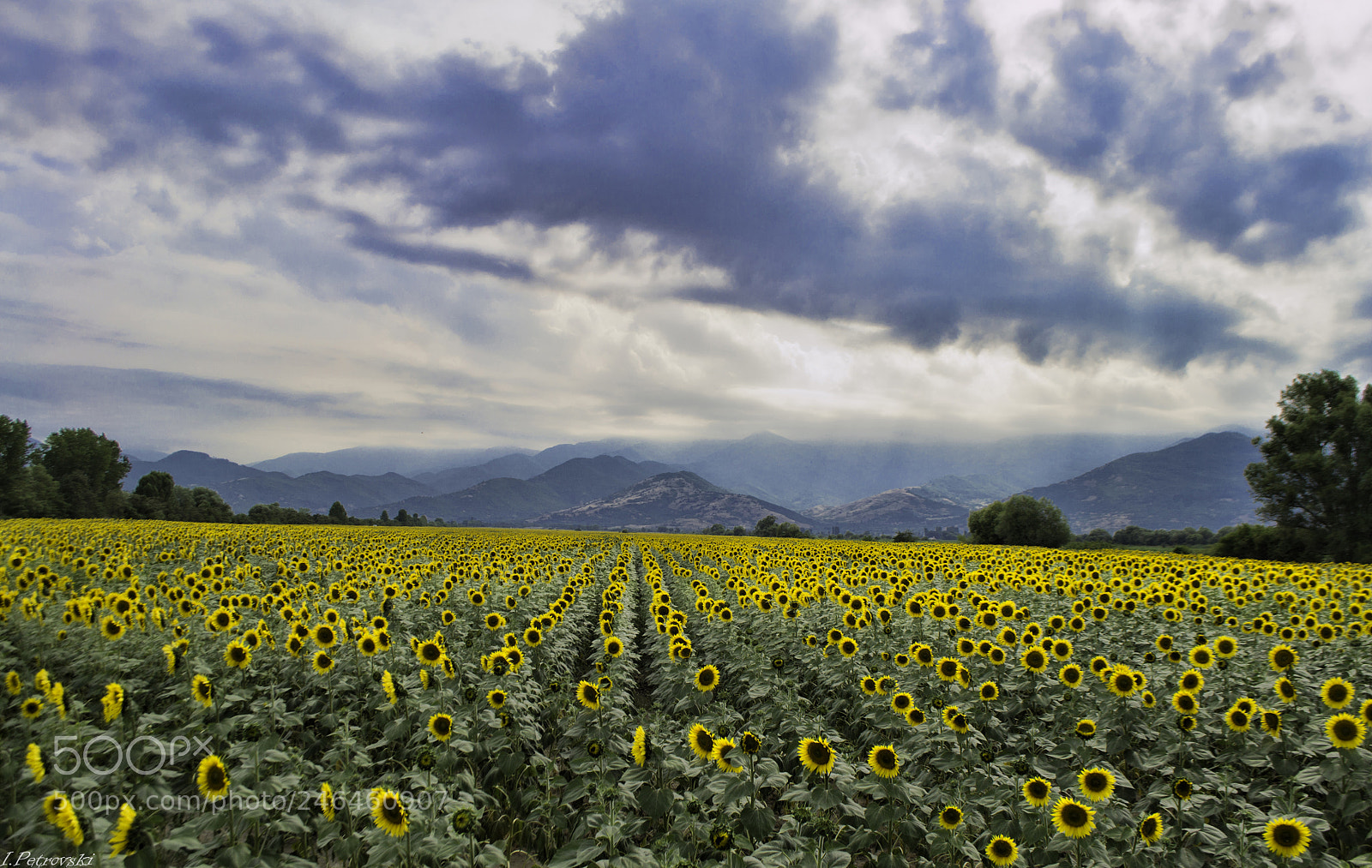 Nikon D3100 sample photo. Yellow field photography
