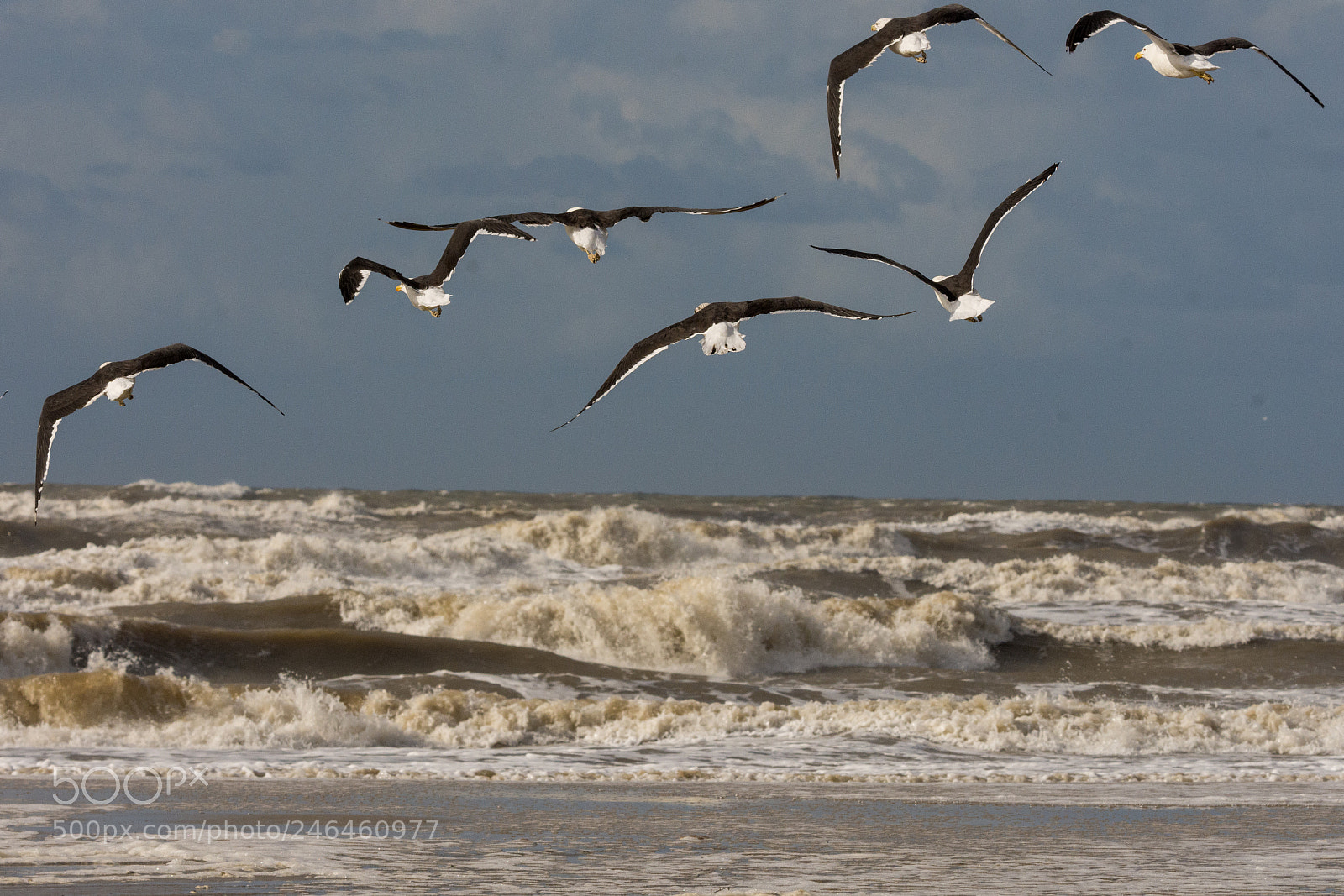 Nikon D7200 sample photo. Kelp gull gaivot o photography