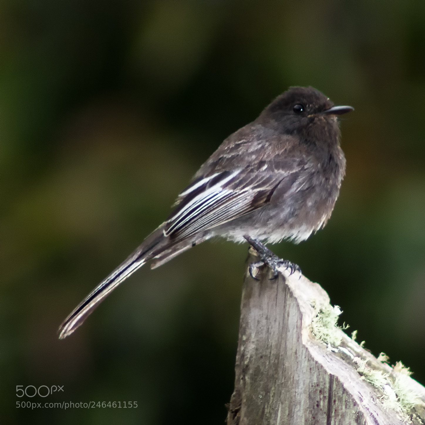 Canon EOS 750D (EOS Rebel T6i / EOS Kiss X8i) sample photo. Black phoebe photography