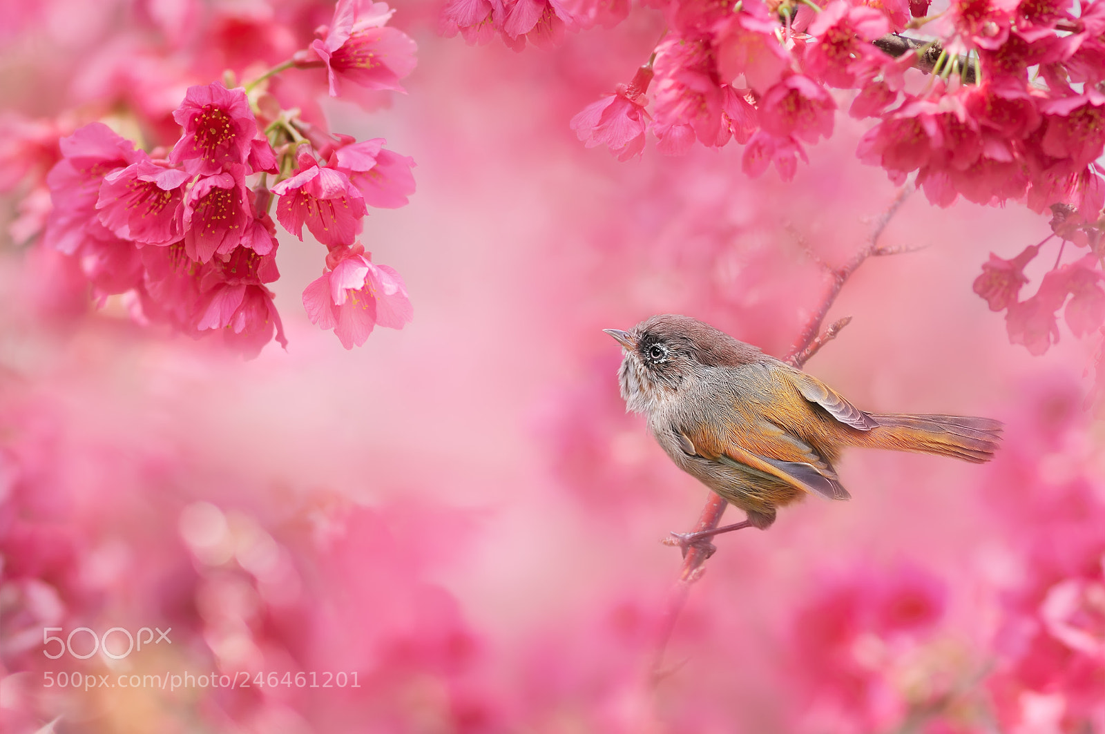 Sony SLT-A77 sample photo. ～ taiwan fulvetta ～ photography