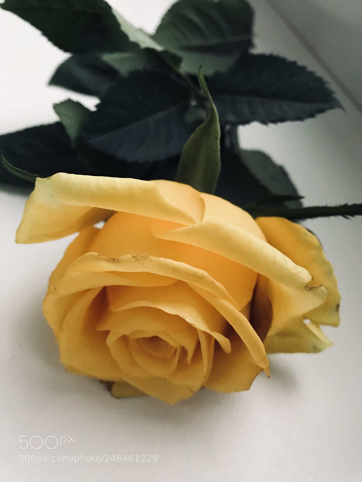 Apple iPhone 7 Plus sample photo. Untitled photography