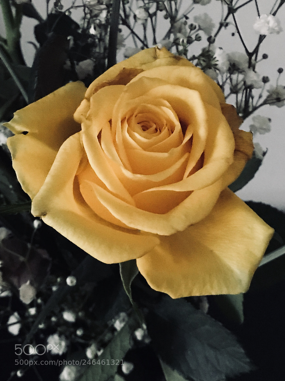 Apple iPhone 7 Plus sample photo. Untitled photography