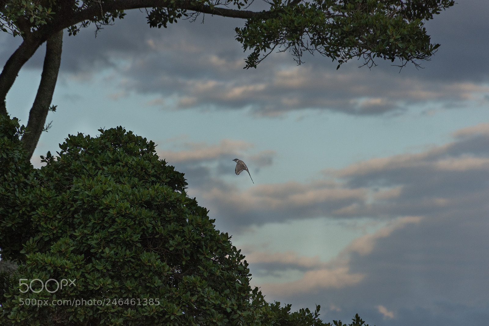 Nikon D7200 sample photo. Brown-chested martin (progne tapera) photography