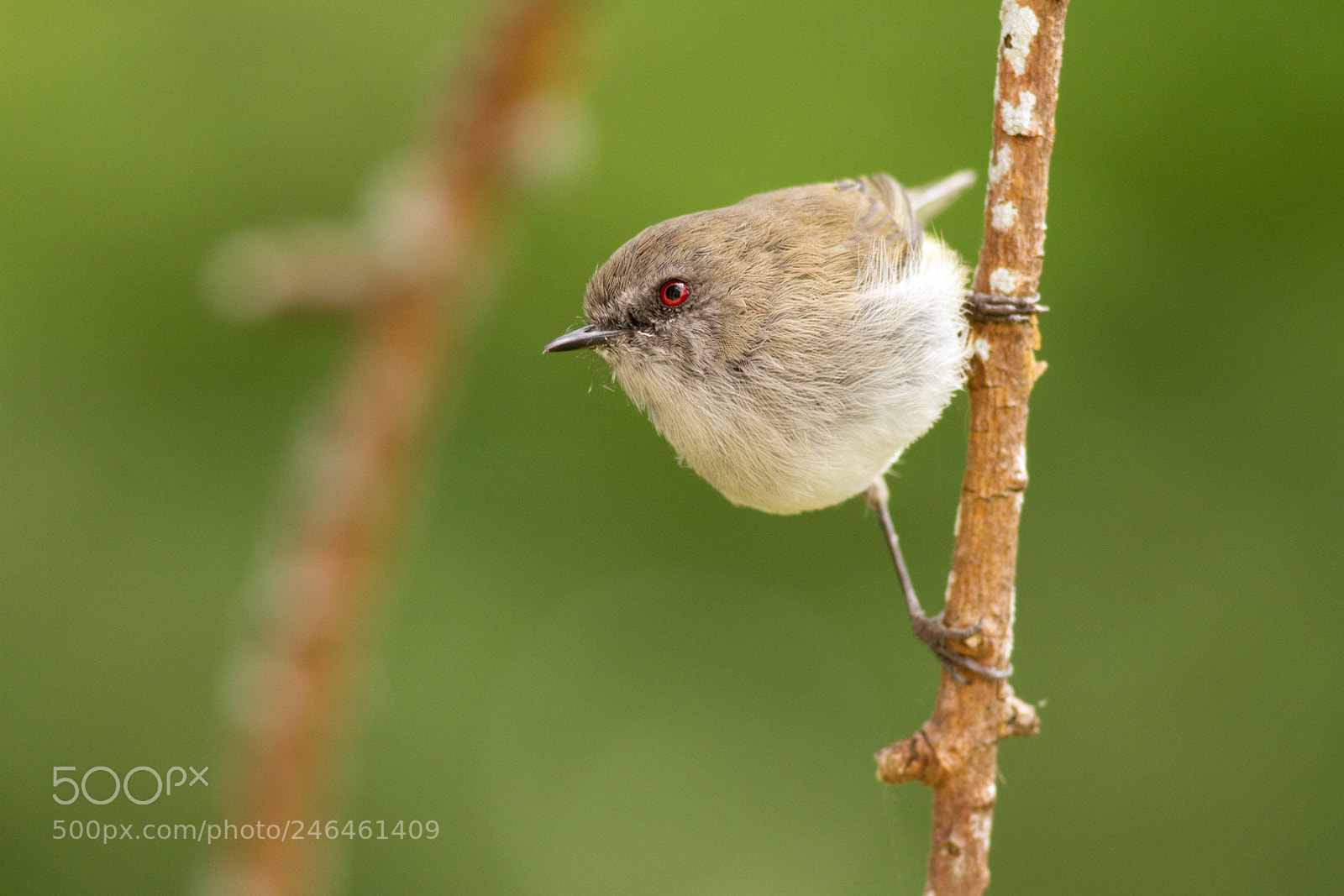 Canon EOS 7D sample photo. Grey warbler pose (2) photography