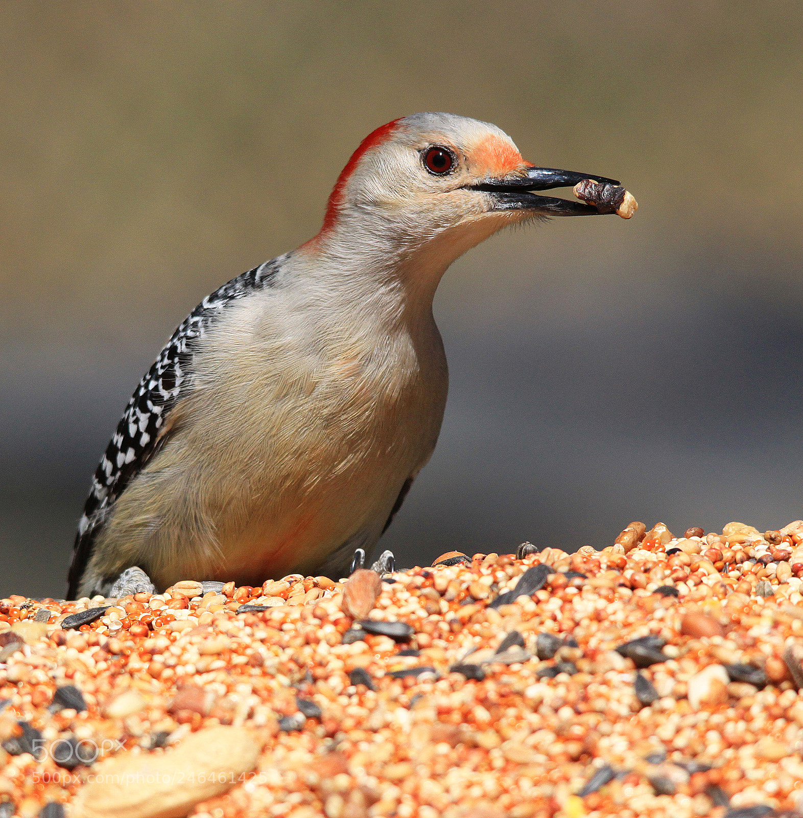 Canon EOS 500D (EOS Rebel T1i / EOS Kiss X3) sample photo. Red bellied woodpecker photography