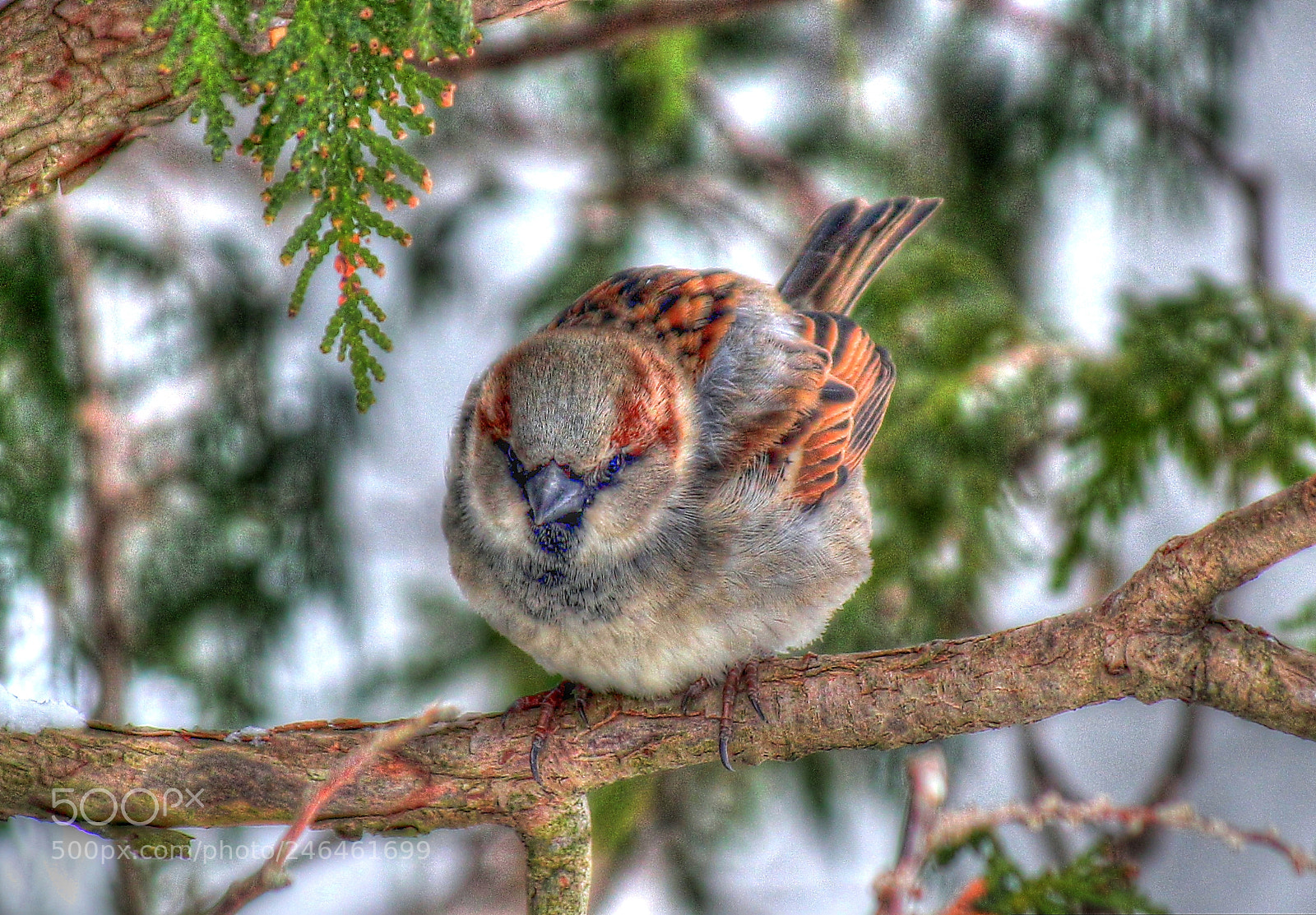 Canon EOS 550D (EOS Rebel T2i / EOS Kiss X4) sample photo. He's watching me photography