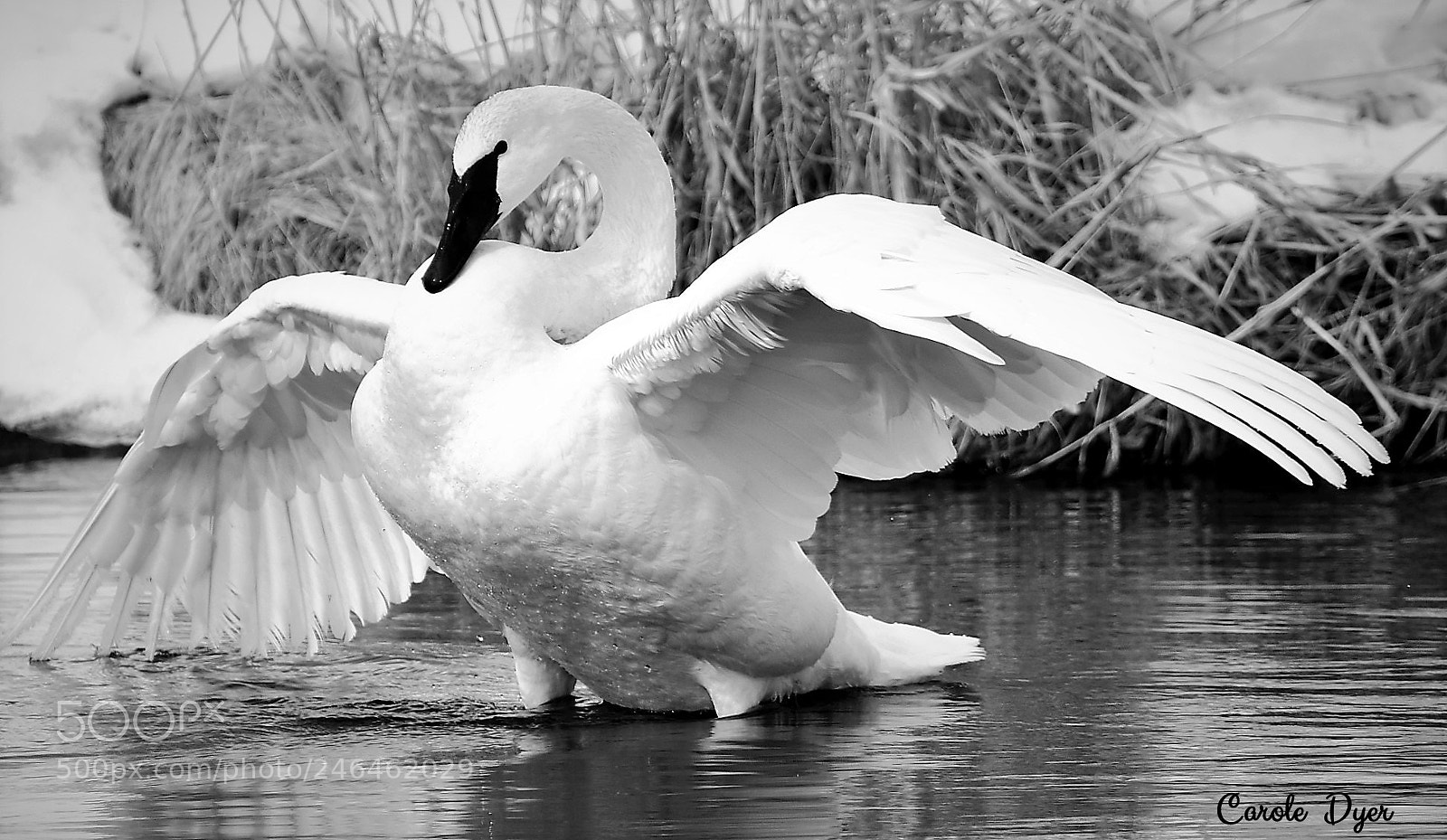 Nikon D5600 sample photo. Trumpeter swan photography