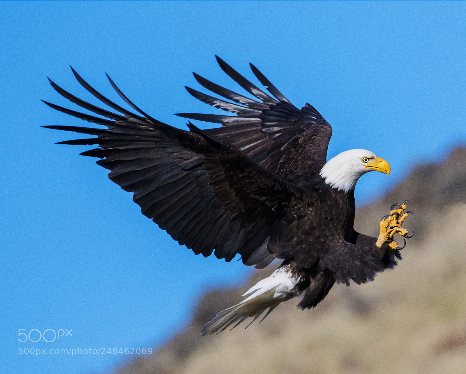 Nikon D850 sample photo. Talons first photography