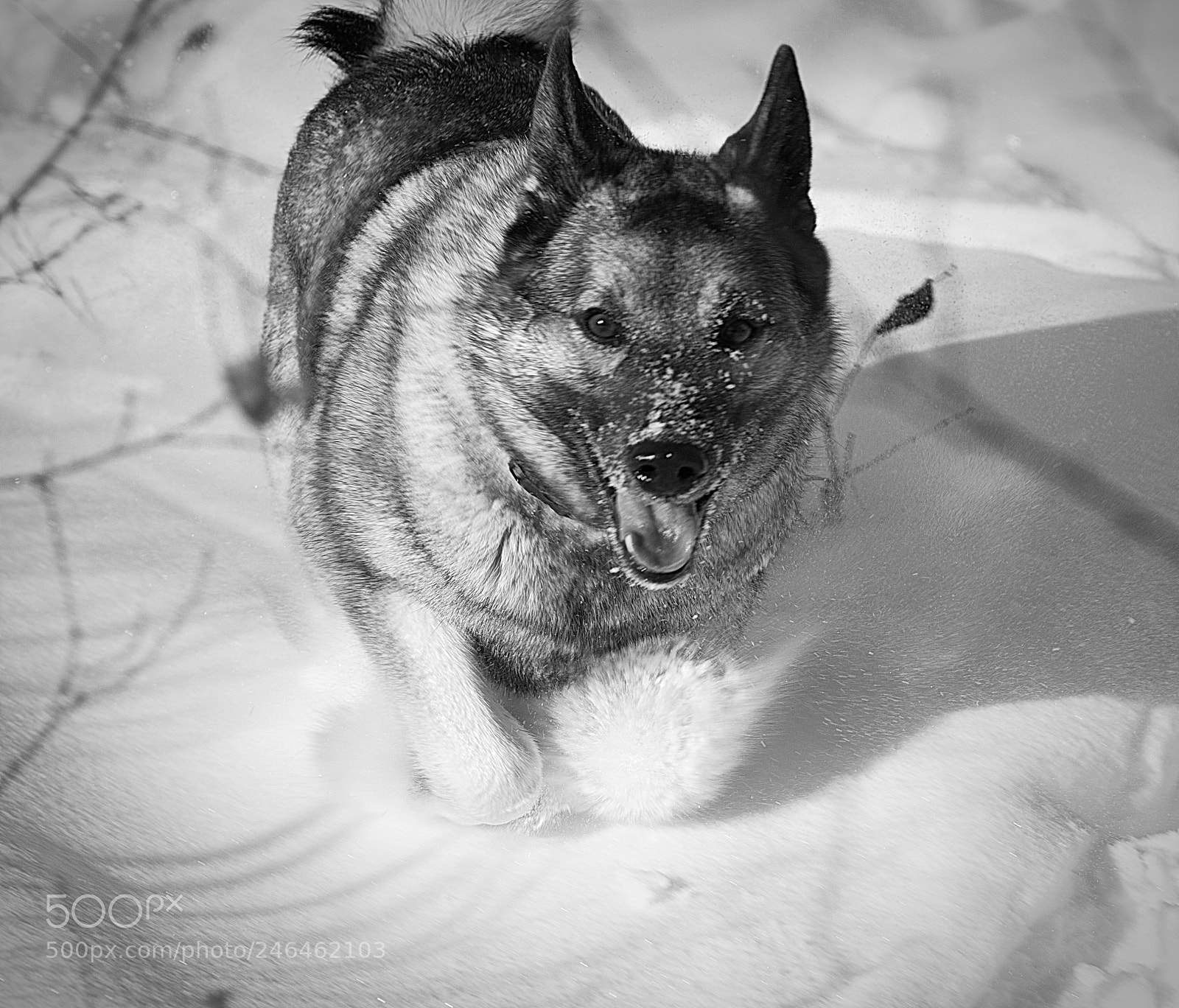Canon EOS 7D Mark II sample photo. Inthesnow photography