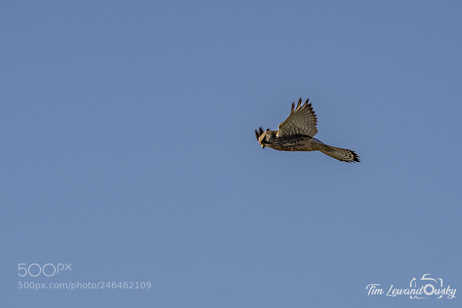 Sony ILCA-77M2 sample photo. Turmfalke photography