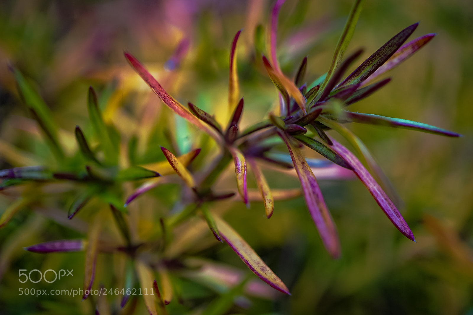 Sony a7 II sample photo. Only nature...colors of autumn photography