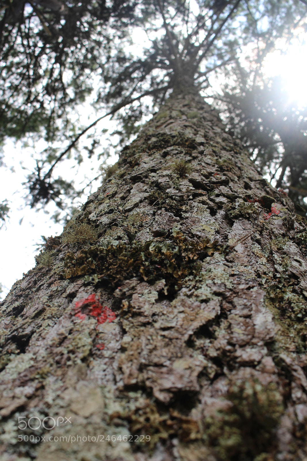 Canon EOS 700D (EOS Rebel T5i / EOS Kiss X7i) sample photo. Araucária photography