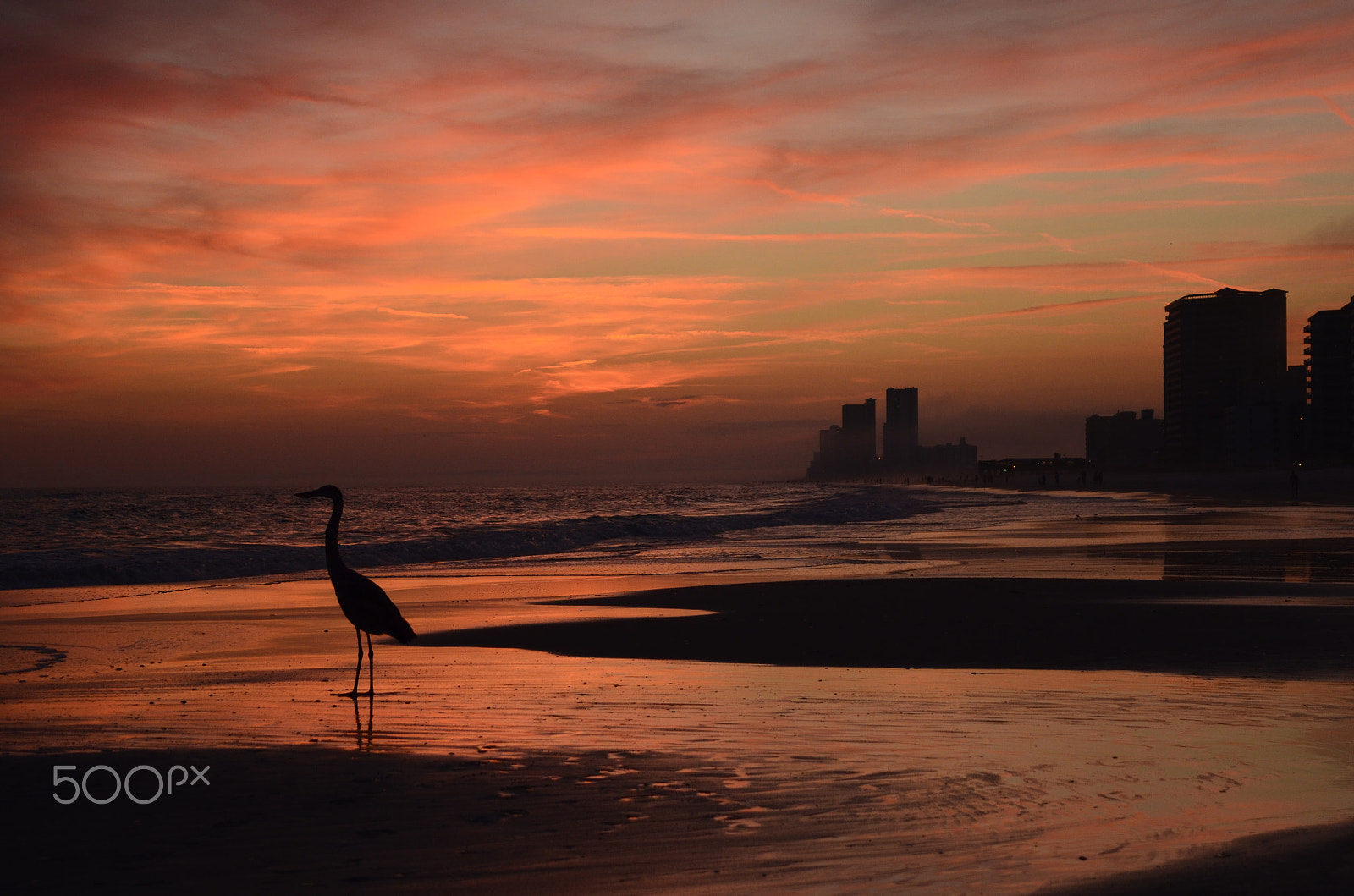 Nikon D5100 sample photo. Great blue heron sunset photography