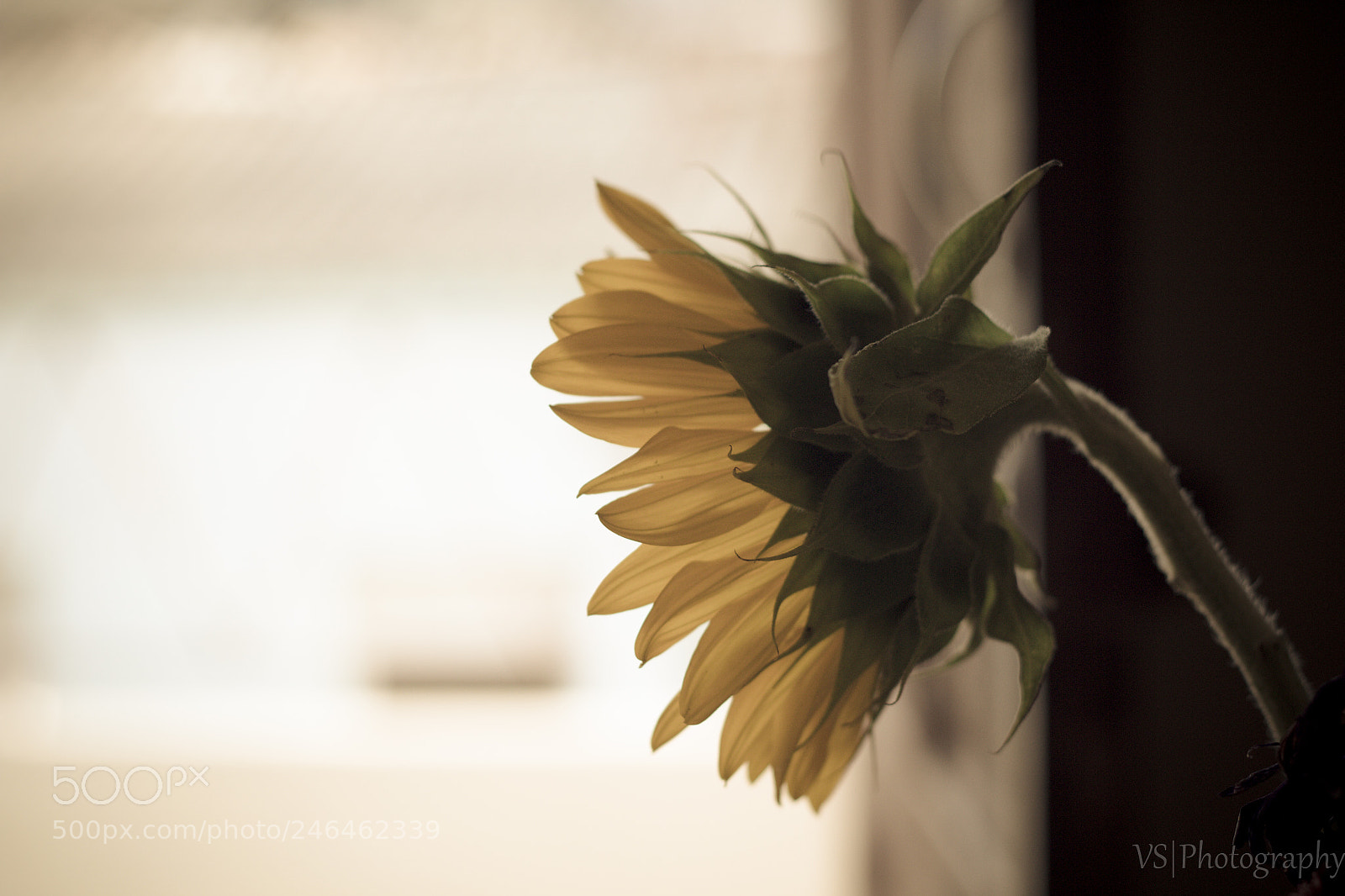 Canon EOS 650D (EOS Rebel T4i / EOS Kiss X6i) sample photo. Sunflowers photography