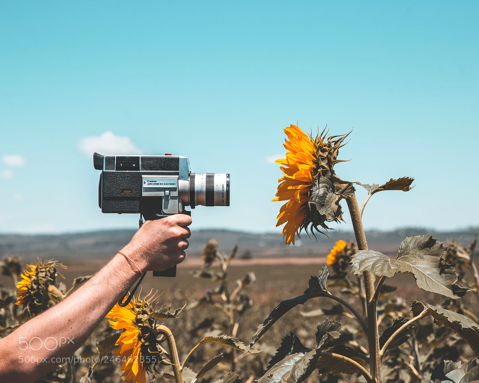 Canon EOS 6D sample photo. Super 8 + sunflowers photography