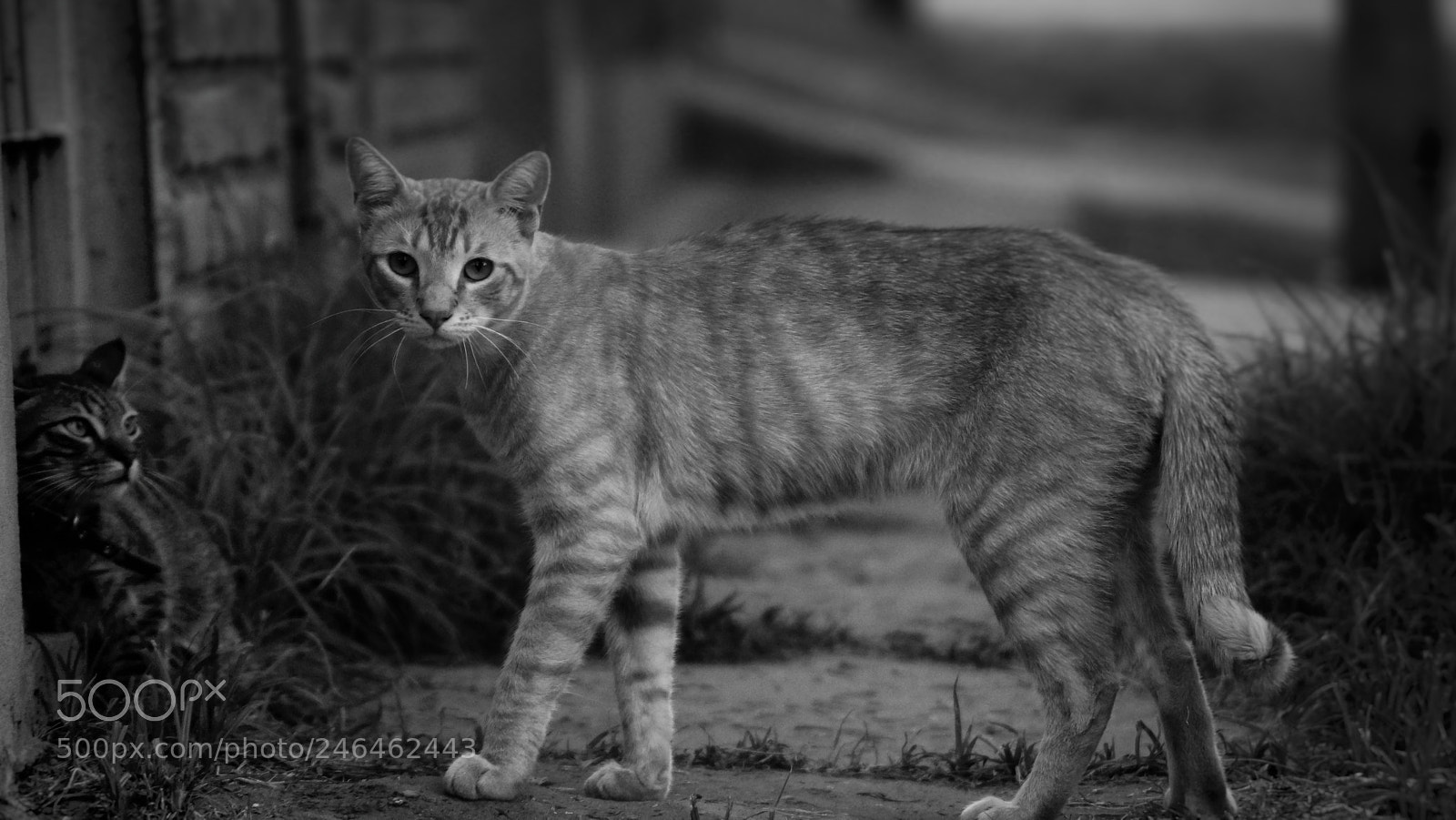 Sony SLT-A65 (SLT-A65V) sample photo. Cats photography