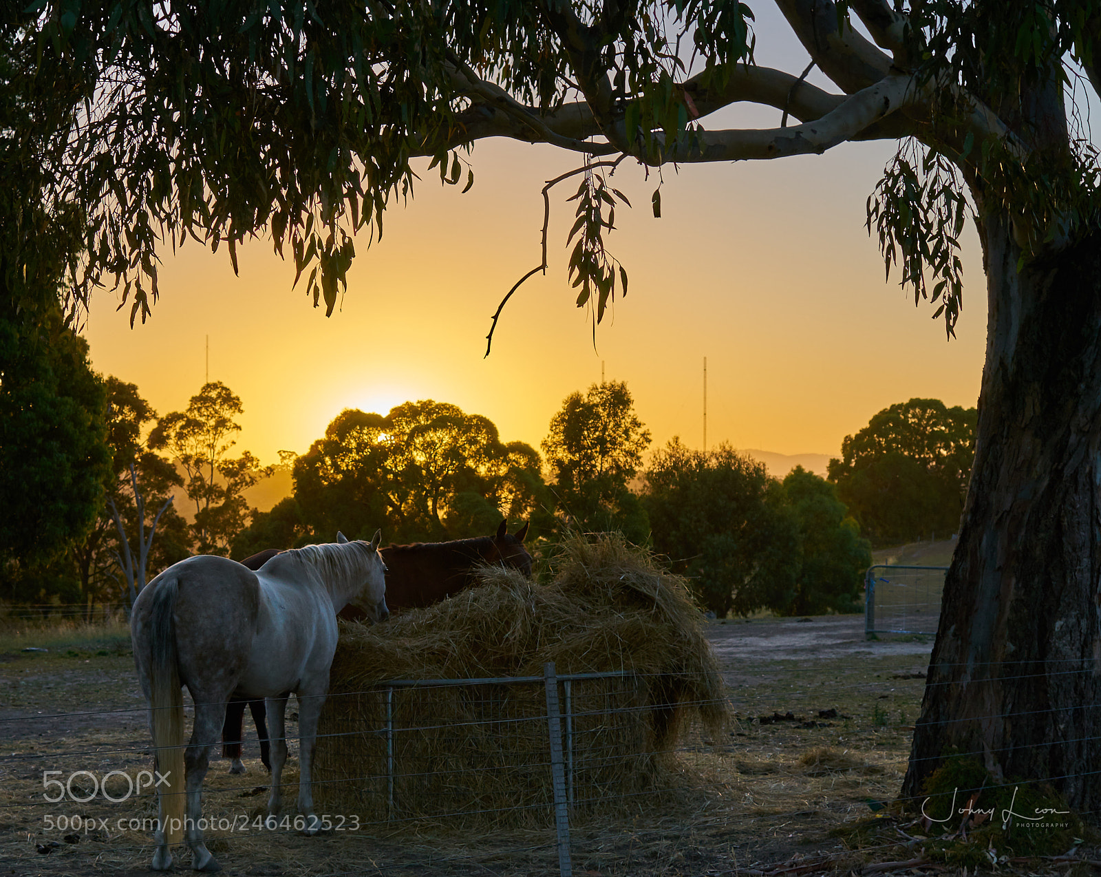 Sony a7R II sample photo. A beautiful sunrise, viewbank photography