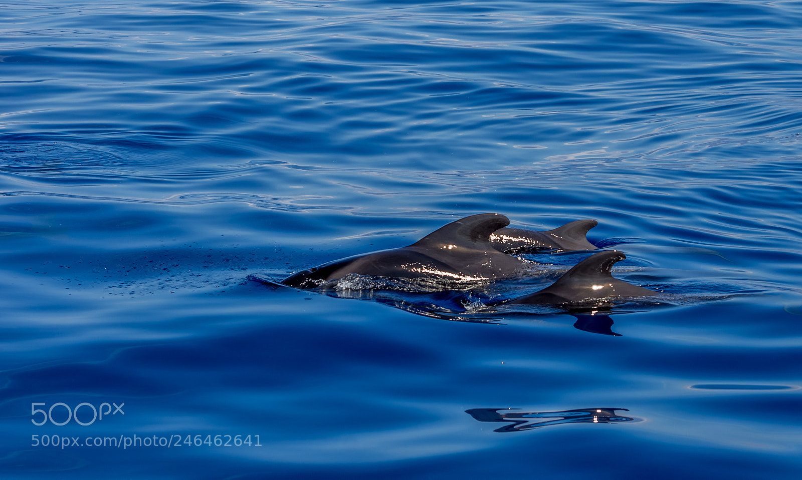 Pentax K-5 sample photo. Tenerife vissen photography