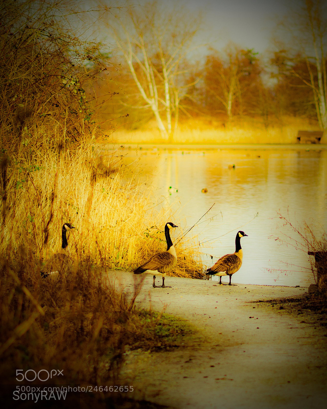 Sony a6500 sample photo. Entering the lake photography
