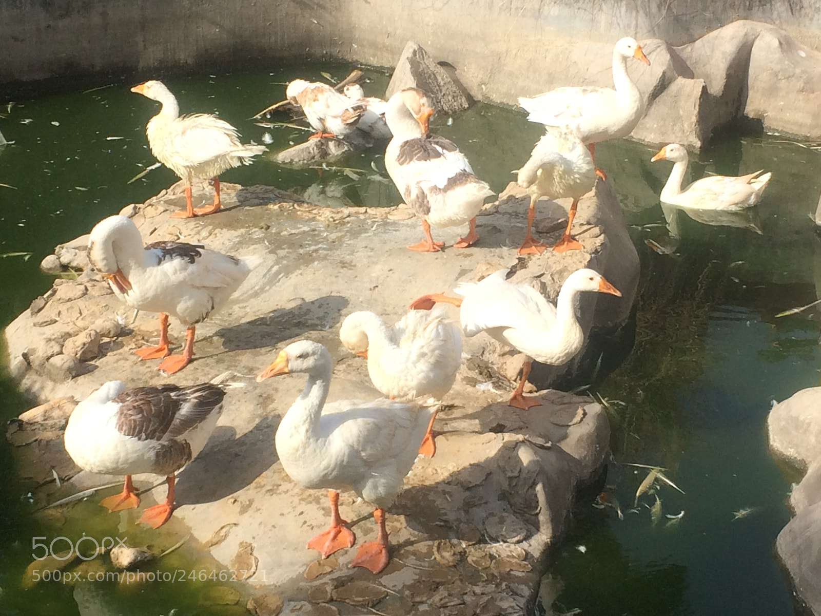 Apple iPhone 5s sample photo. Untitled photography
