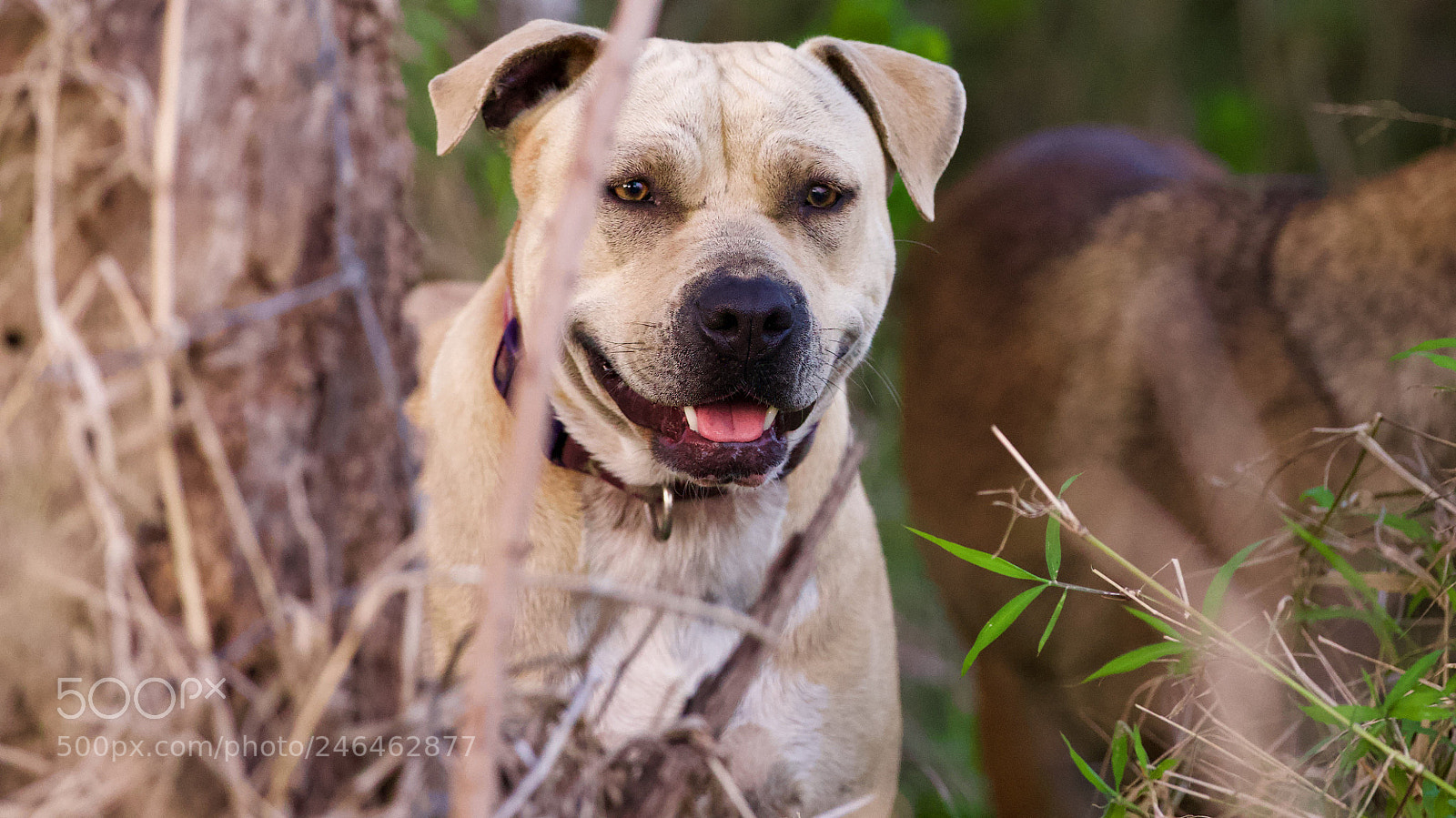 Canon EOS-1D X sample photo. My fav! photography