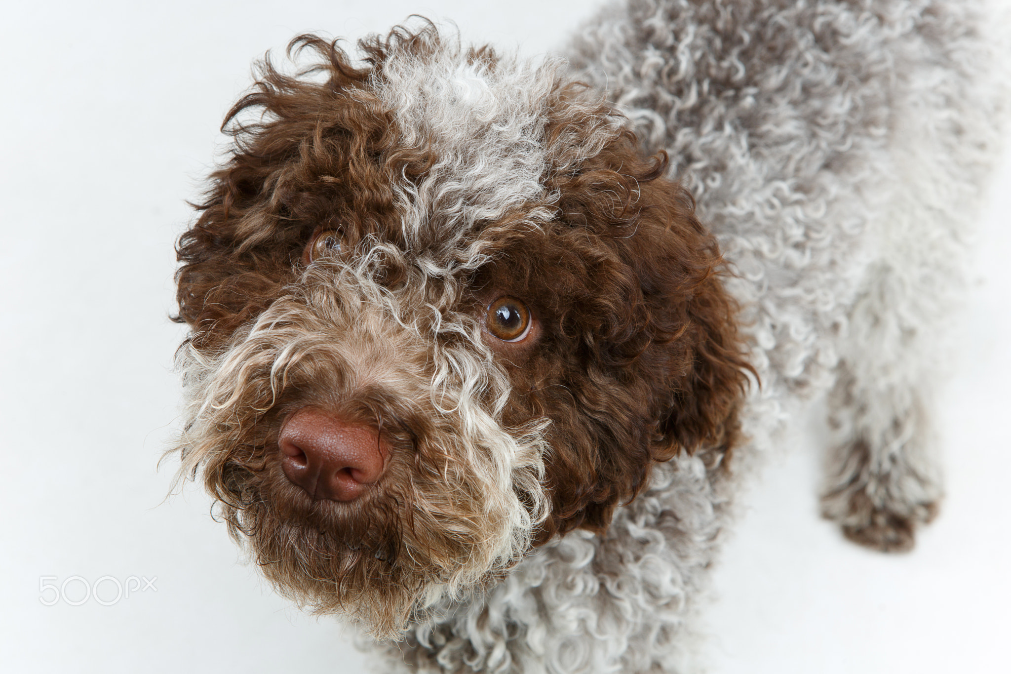 beautiful brown fluffy puppy