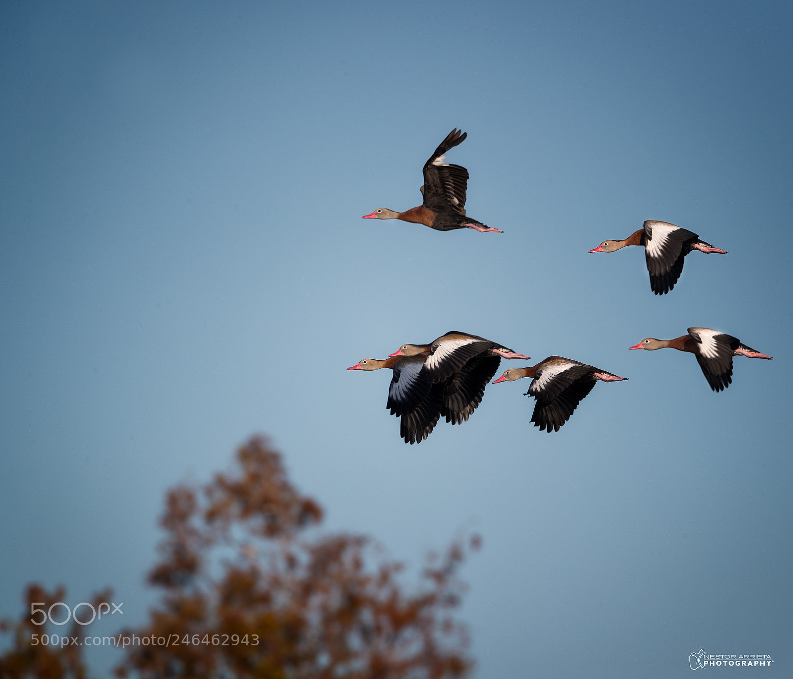 Canon EOS-1D X Mark II sample photo. Black bellied whistling duck photography