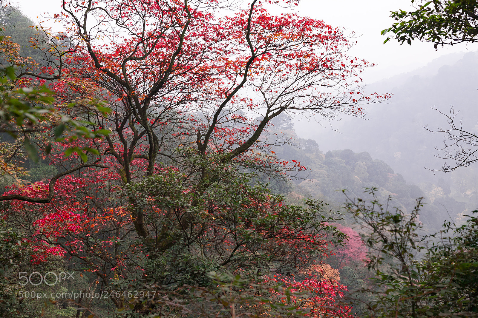 Canon EOS 5D sample photo. 秋 photography