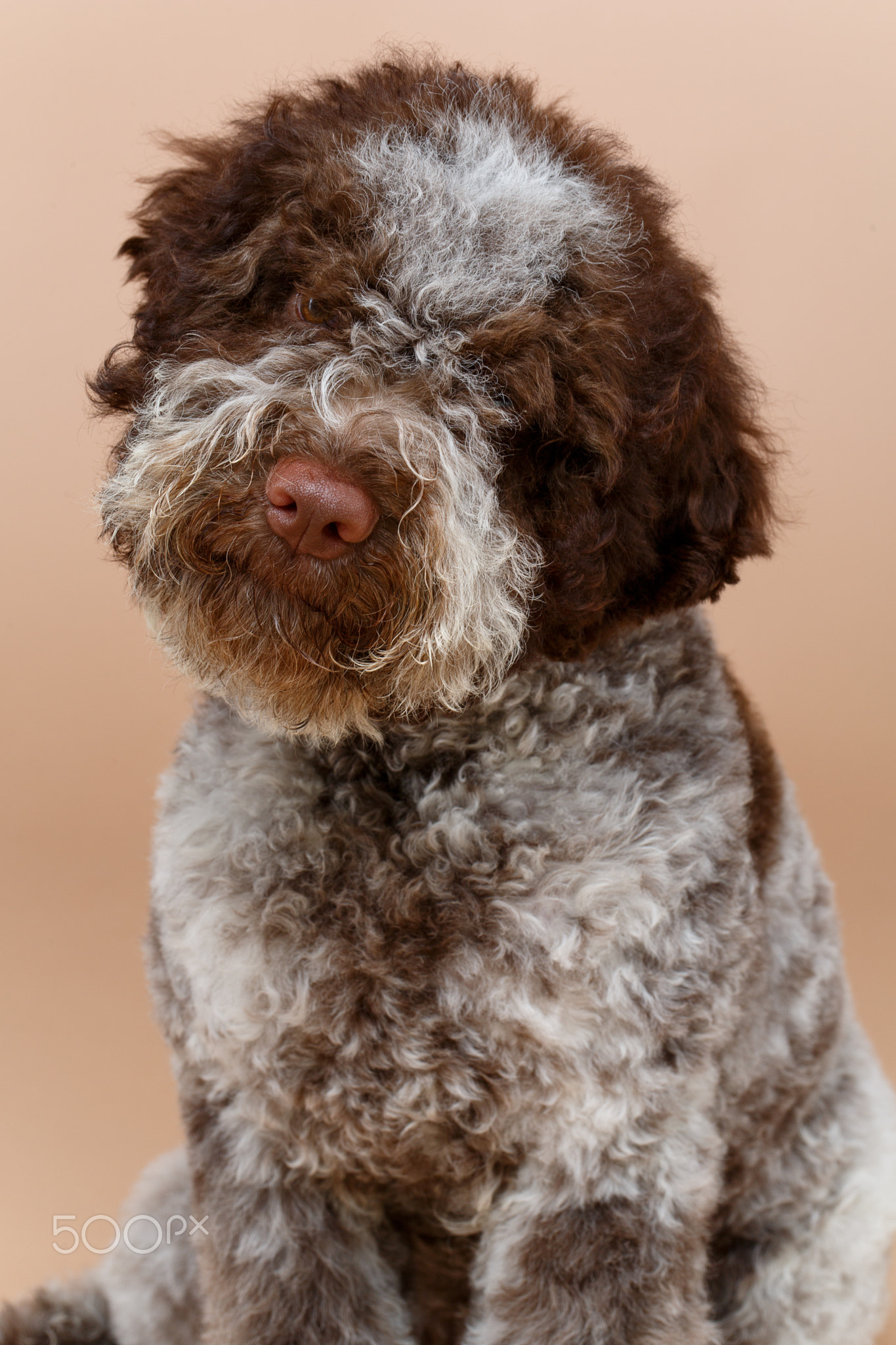 beautiful brown fluffy puppy