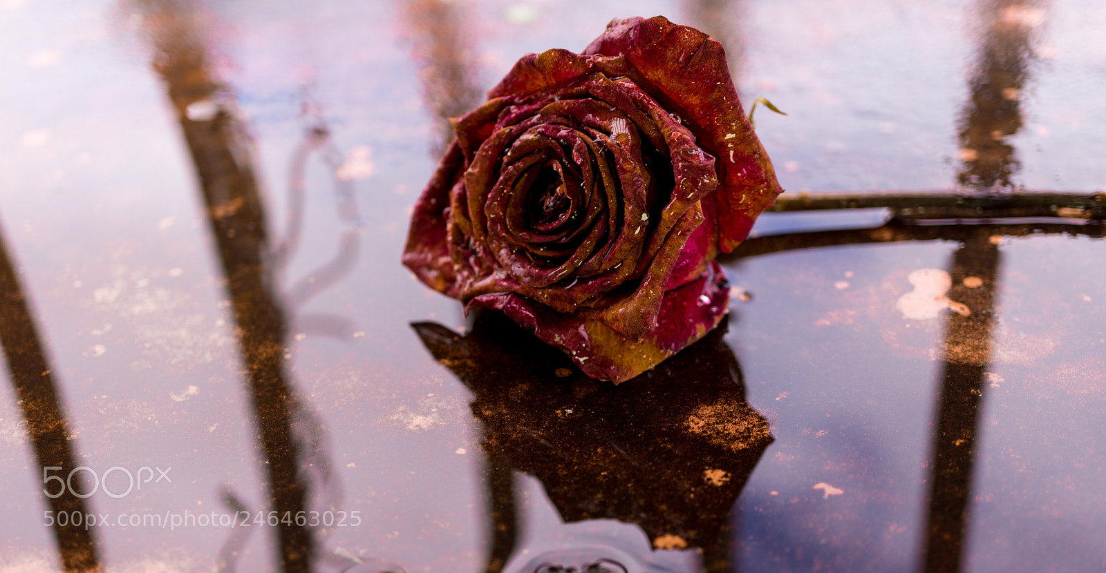 Sony Alpha NEX-7 sample photo. They all end here photography