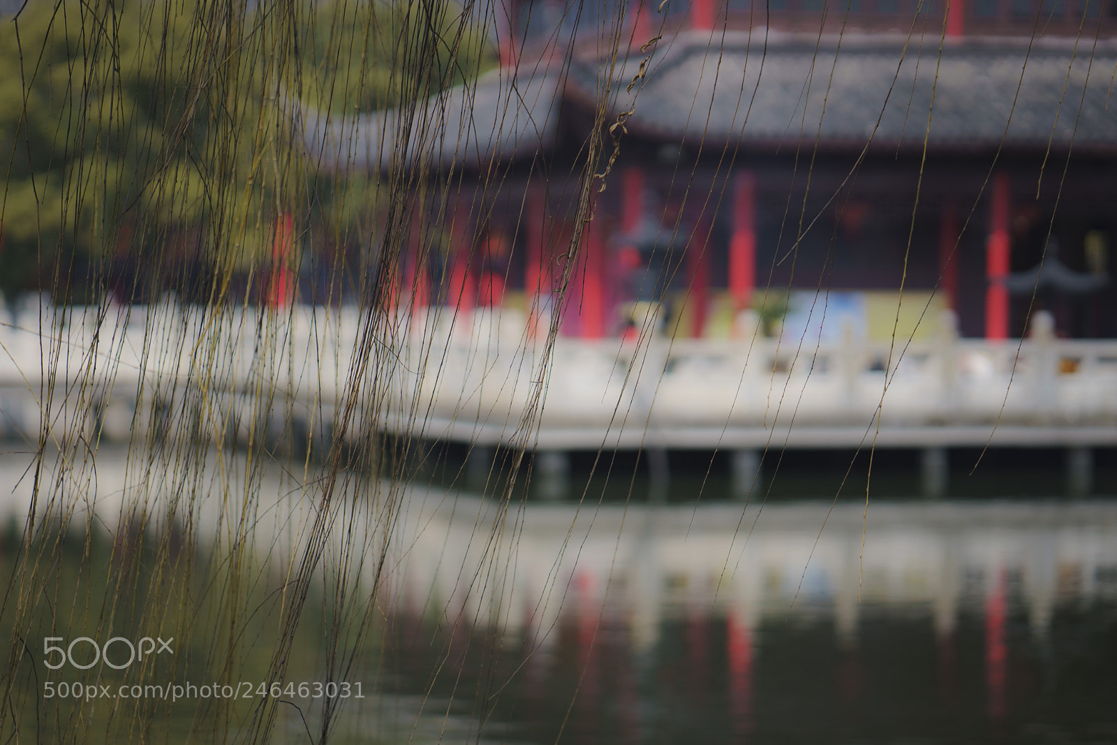 Sony a7R III sample photo. 春天要来了 photography