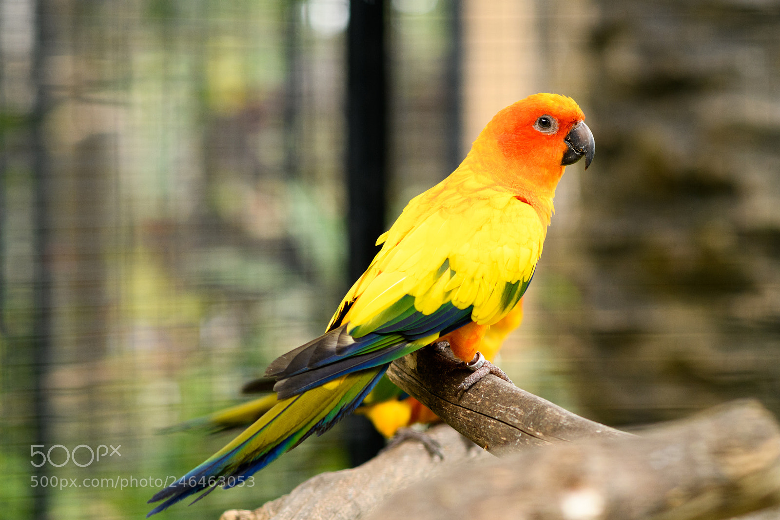 Nikon D7500 sample photo. Parrot photography