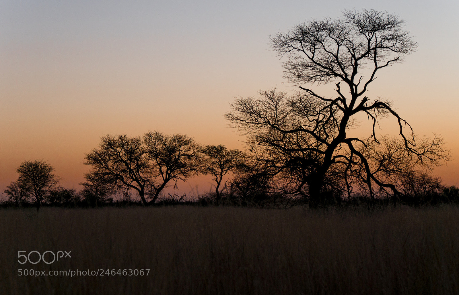 Panasonic DMC-G70 sample photo. African savanna photography