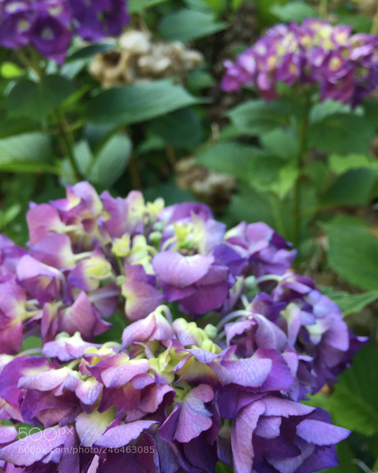 Apple iPhone 6 sample photo. My mother s garden photography