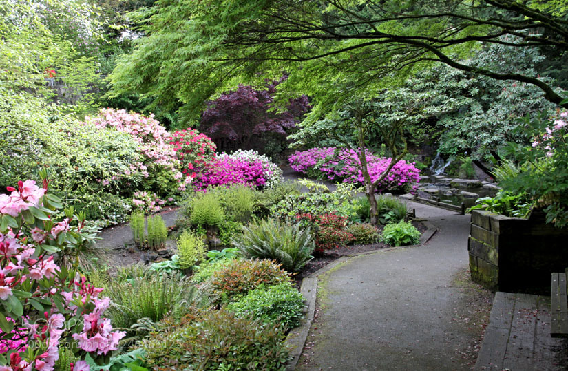 Canon EOS 50D sample photo. Rhododendrons park, portland, oregon photography