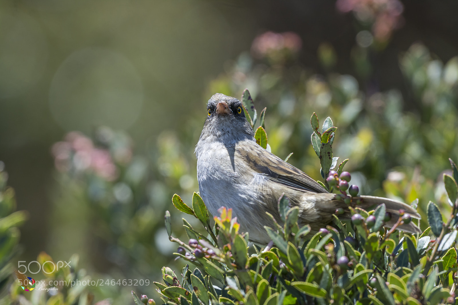 Nikon D7100 sample photo. Volcano junco photography