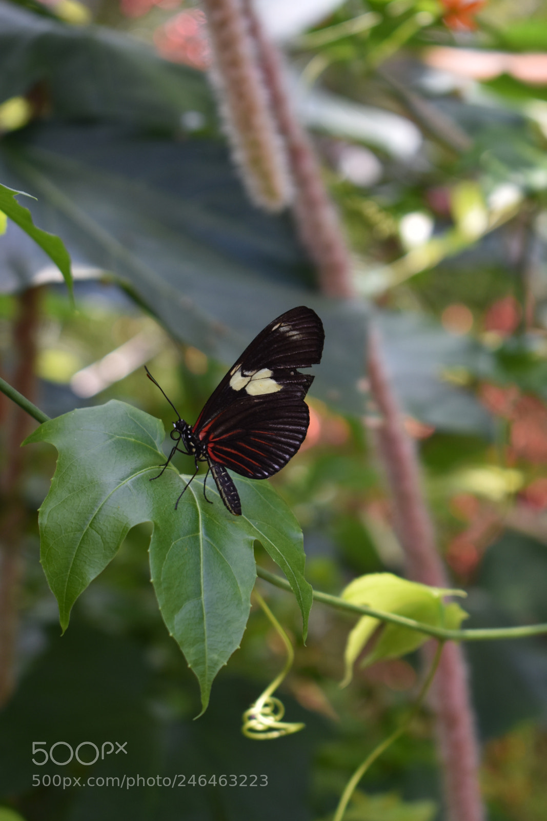 Nikon D3400 sample photo. Butterfly garden photography