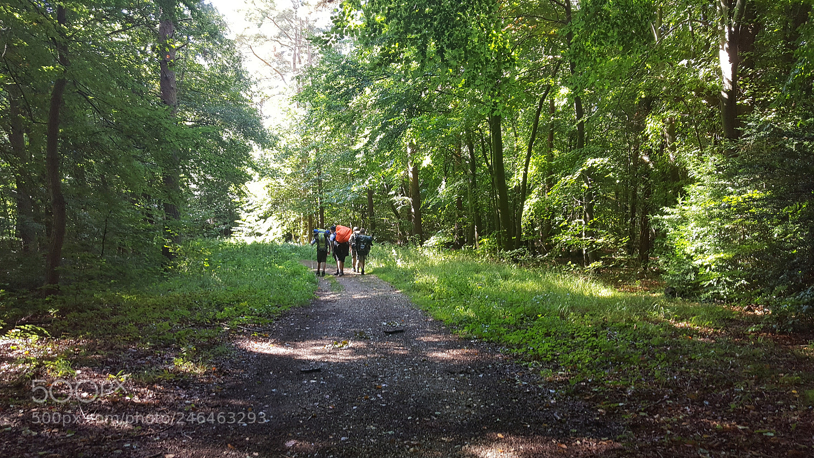Samsung Galaxy S6 sample photo. More beautiful forestry photography