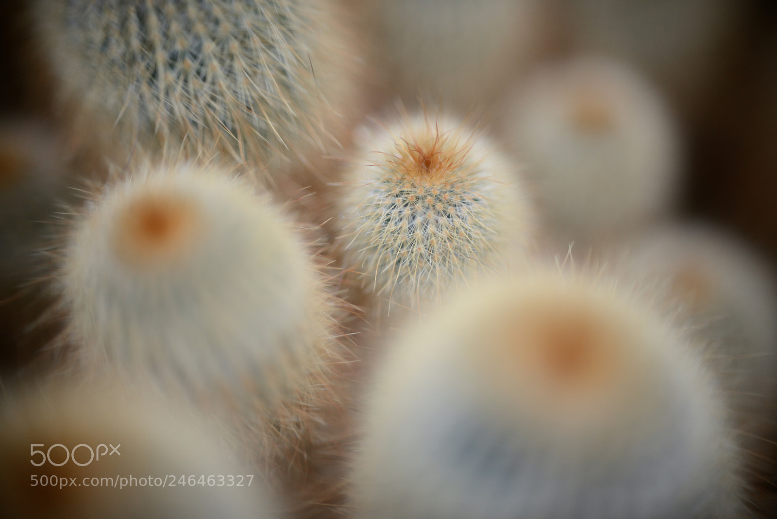 Nikon D800E sample photo. Cactii photography