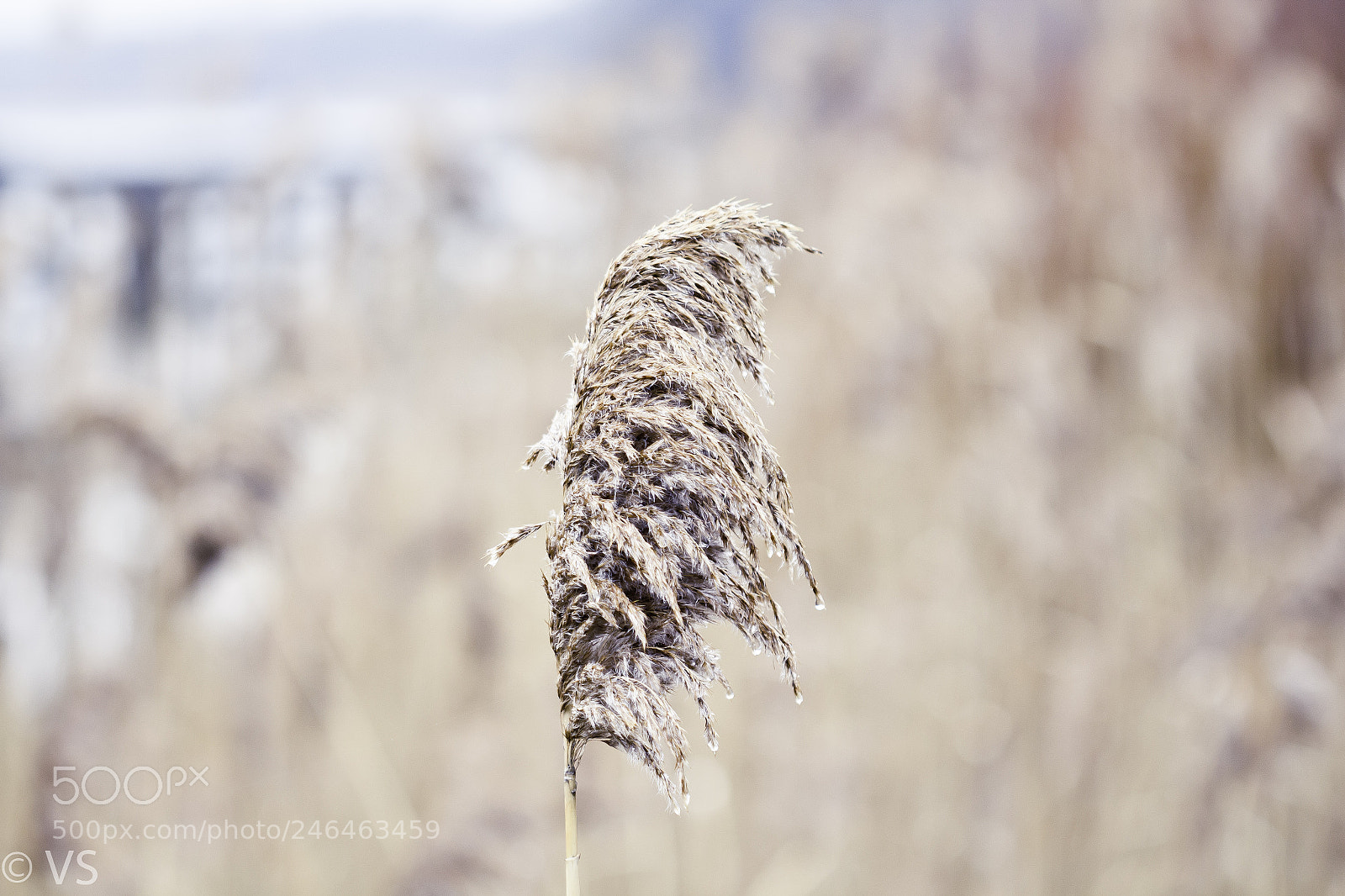 Canon EOS 650D (EOS Rebel T4i / EOS Kiss X6i) sample photo. Grass photography