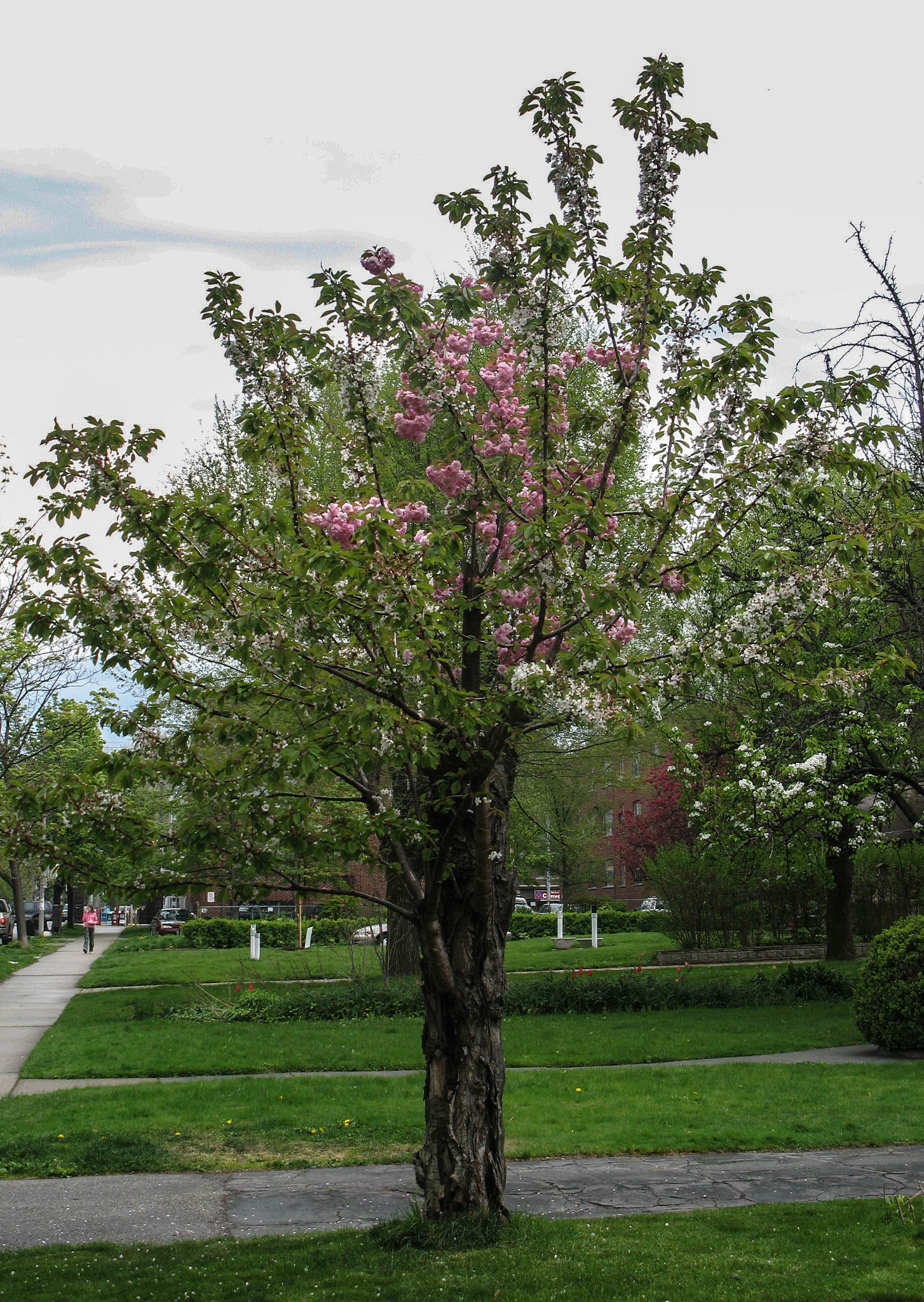 Canon POWERSHOT G7 sample photo. Lilac and photography
