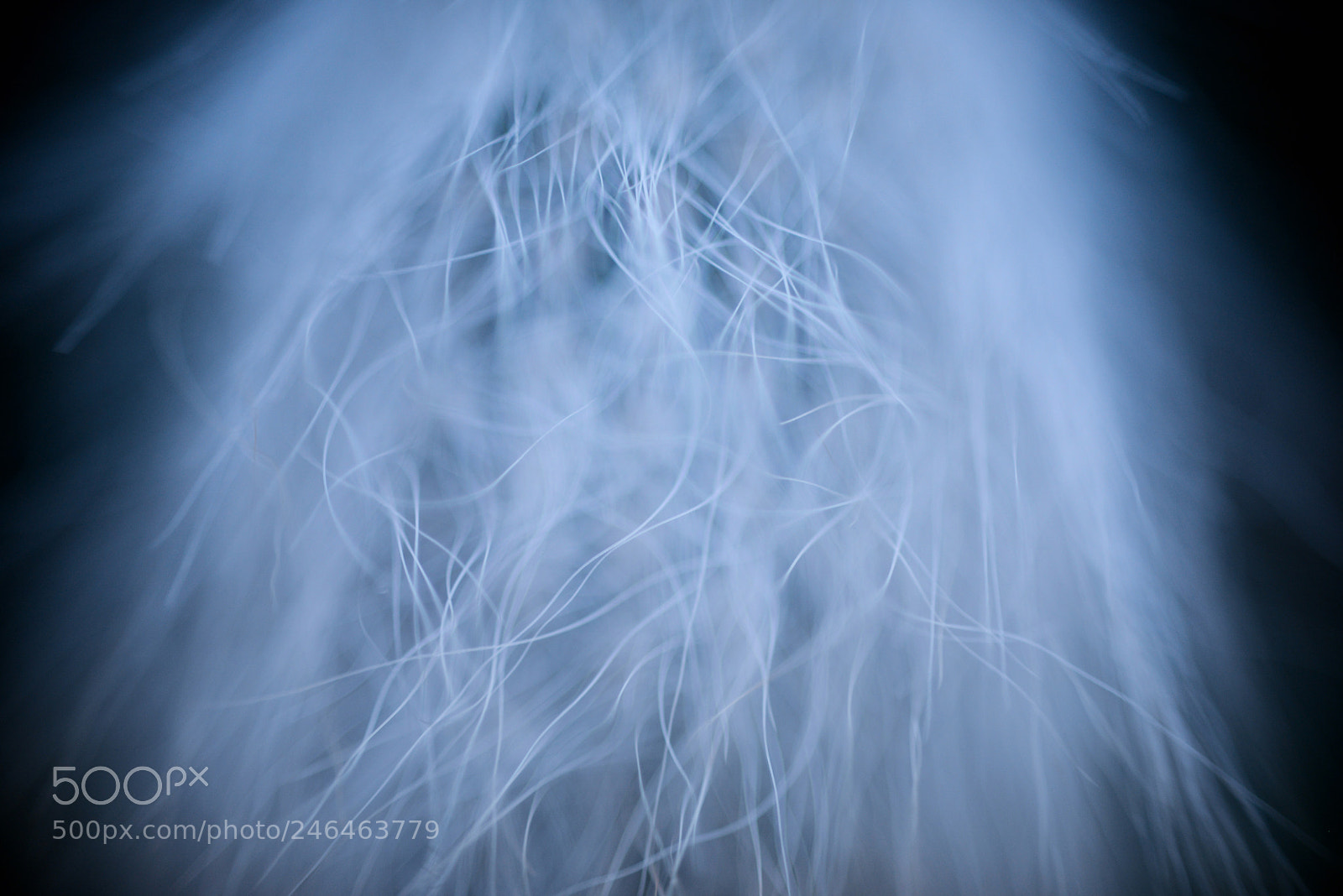 Nikon D800E sample photo. Cactus fuzz photography