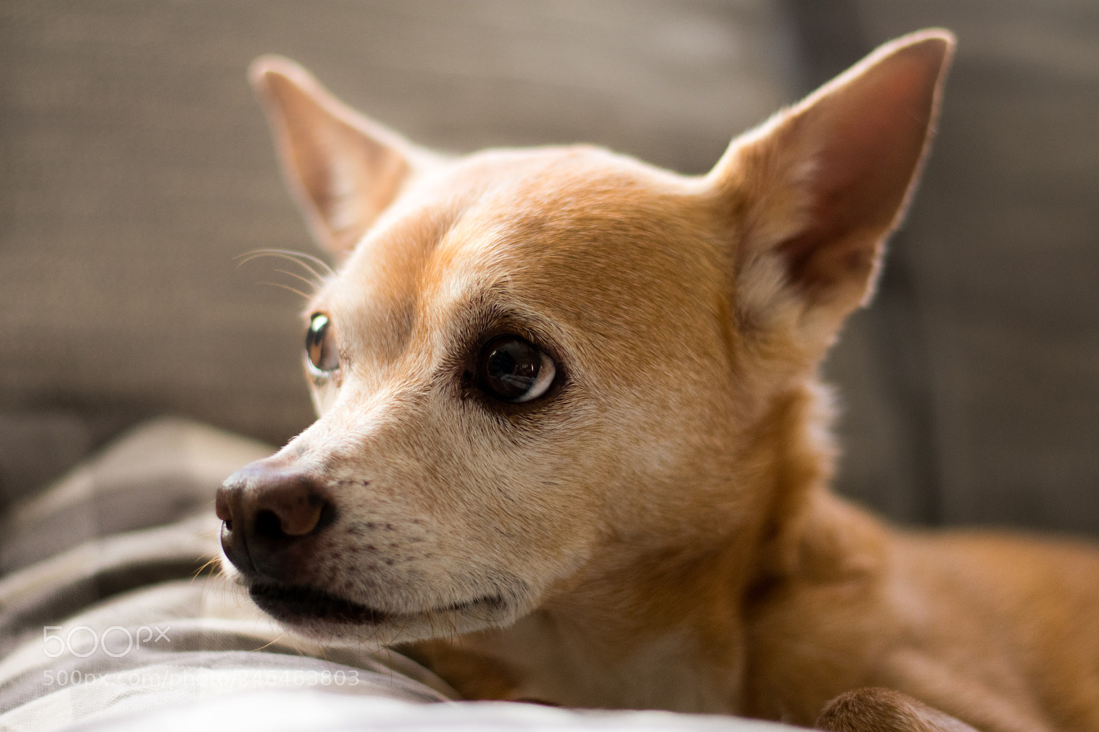 Nikon D3400 sample photo. Lounging dog photography