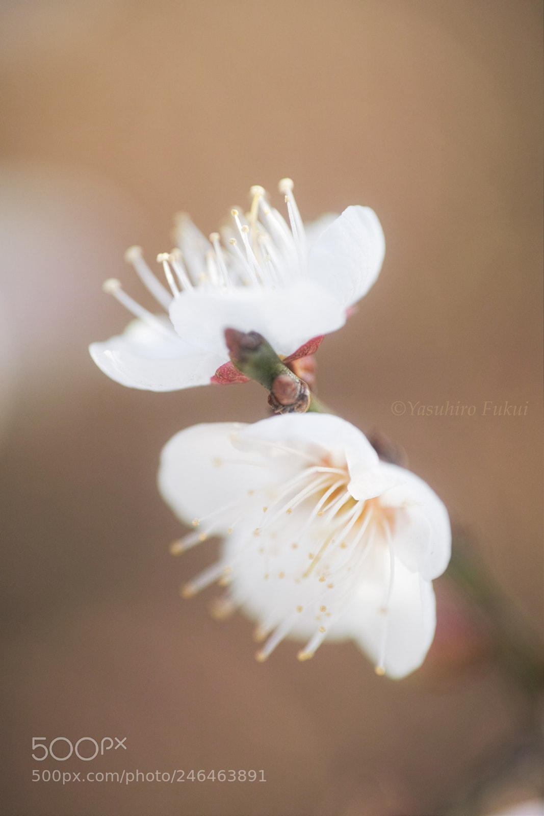 Sigma DP3 Merrill sample photo. Ume photography